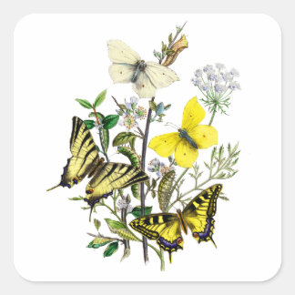 Tiger Frack Butterflies Quadratischer Aufkleber