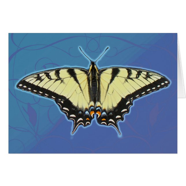 Tiger Frack Butterfly (Vorderseite (Horizontal))