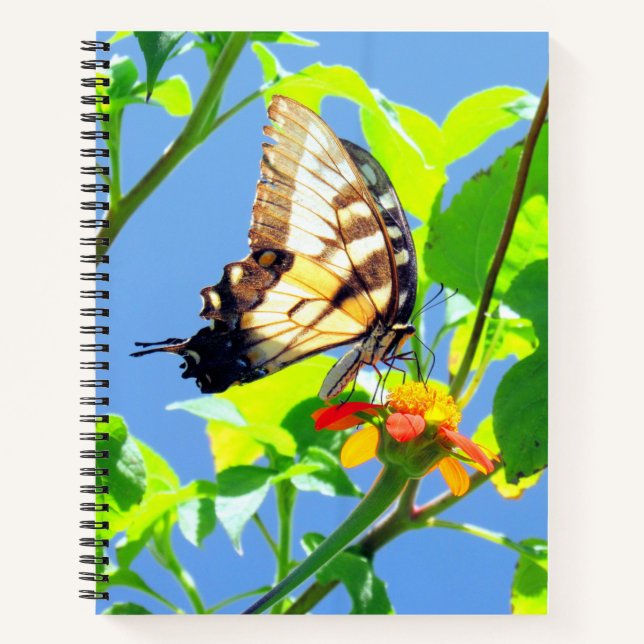 Tiger Frack Butterfly - 8,5 x 11, 8,5 x 8,5, Notizbuch (Vorderseite)