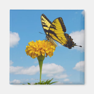 Tiger Frack Butterfly auf einer Blume Magnet