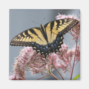 Tiger Frack Butterfly auf Joe Pye Weed Magnet