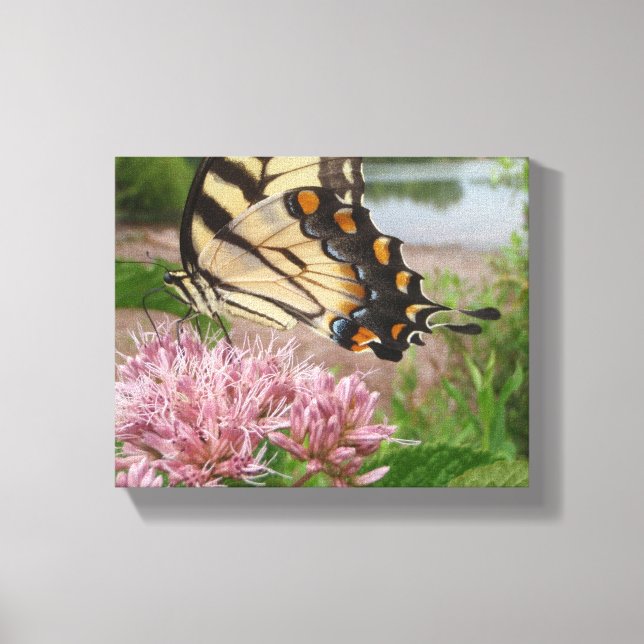 Tiger Frack Butterfly auf Milchkweed Leinwanddruck (Vorderseite)