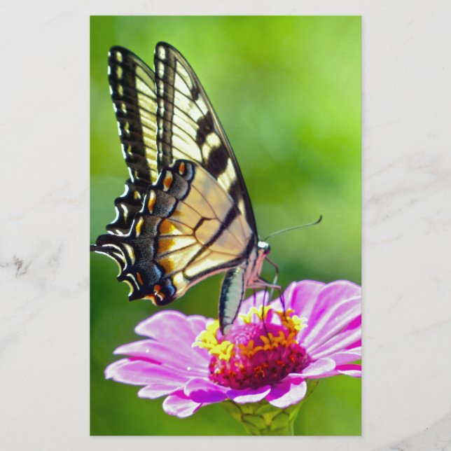 Tiger Frack Butterfly Briefpapier (Vorderseite)