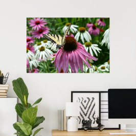 Tiger Frack Butterfly Coneflower Poster