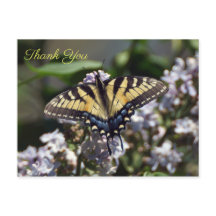 Tiger Frack Butterfly Danke, Postcard