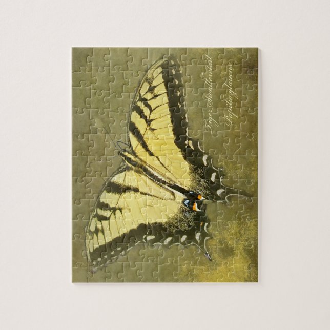 Tiger Frack Butterfly - Papilio glaucus (Vertikal)