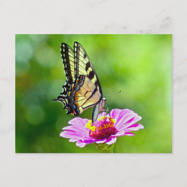 Tiger Frack Butterfly Postkarte (Vorderseite)