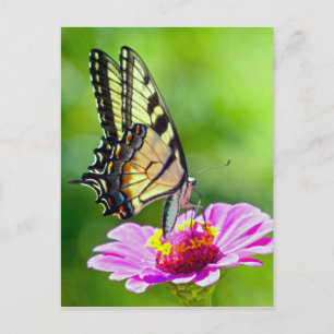 Tiger Frack Butterfly Postkarte
