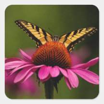 Tiger Frack Butterfly Stickers