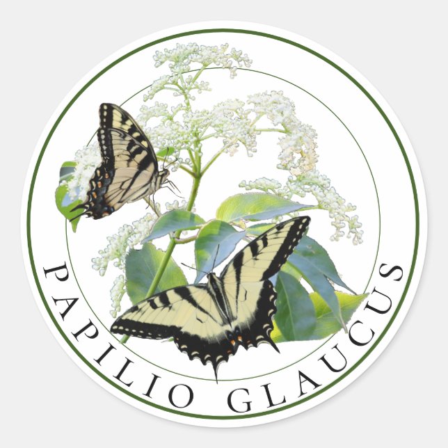 Tiger Frack Papilio Glaucus auf Elderberry Runder Aufkleber (Vorderseite)