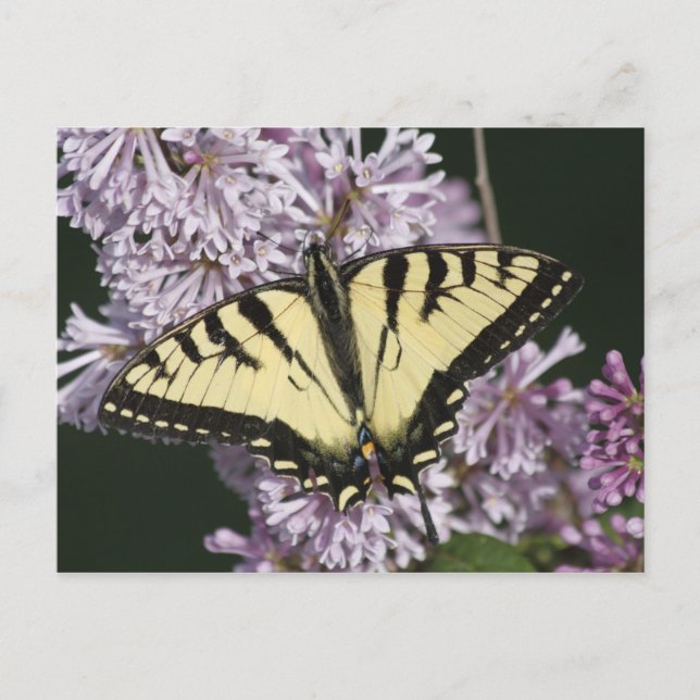 Tiger-Frack Postkarte (Vorderseite)
