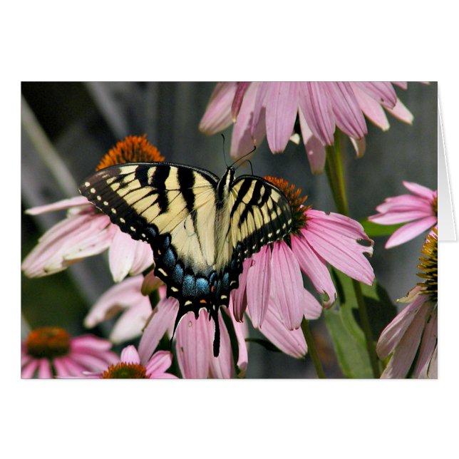 Tiger-Frack-Schmetterling (Vorderseite (Horizontal))