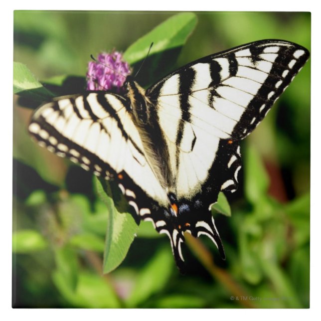 Tiger-Frack-Schmetterling. Papilio glacus. Fliese (Vorderseite)
