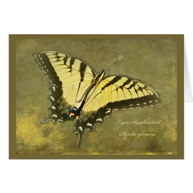 Tiger-Frack-Schmetterling - Papilio glaucus (Vorderseite (Horizontal))