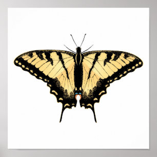 Tiger-Frack-Schmetterling Poster