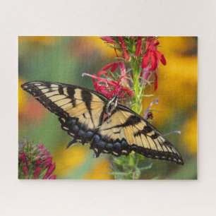 Tiger Frack Schmetterling und Kardinal Blume