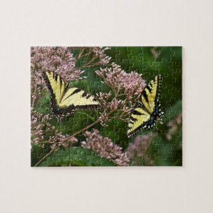 Tiger-Frack-Schmetterlinge auf Joe Pye Weed