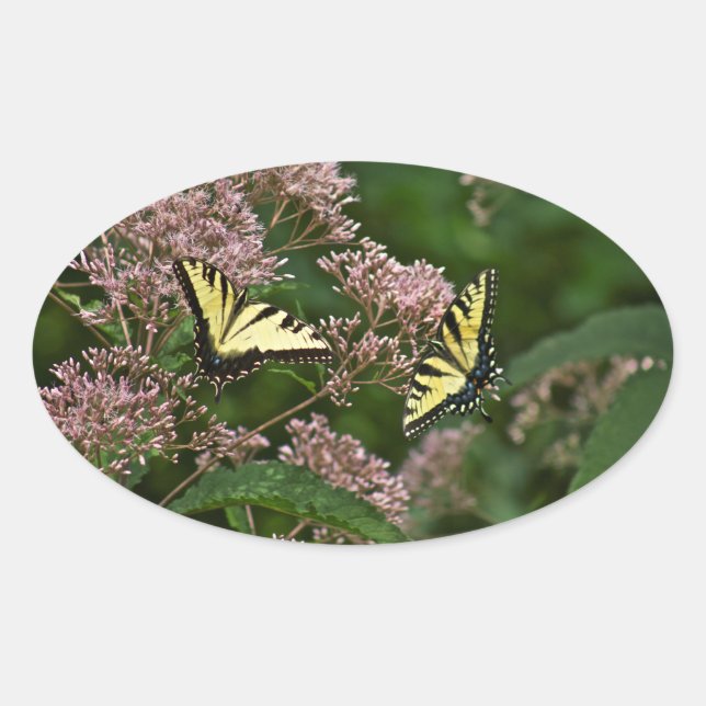 Tiger-Frack-Schmetterlinge auf Joe Pye Weed Ovaler Aufkleber (Vorderseite)