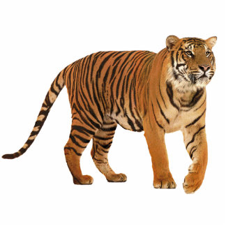 Tiger Freistehende Fotoskulptur
