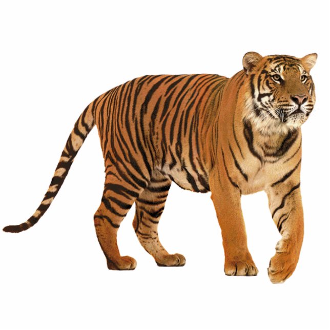 Tiger Freistehende Fotoskulptur (Vorne)