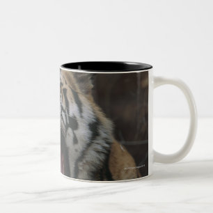 Tiger gähnendes CUB Zweifarbige Tasse
