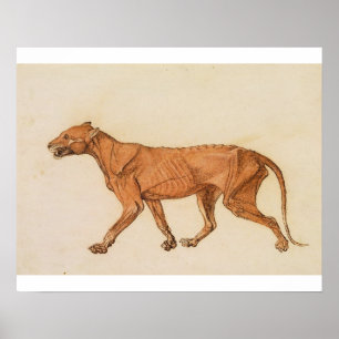 Tiger Georges Stubbs  , seitliche Ansicht, Haut Poster