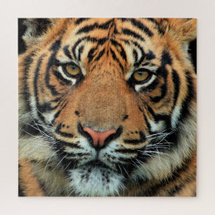 Tiger - Gesicht -