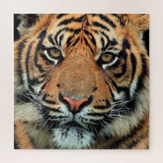Tiger - Gesicht - (Vertikal)