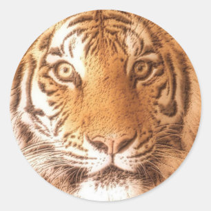 Tiger-Gesicht - Aufkleber