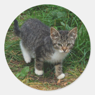 Tiger-gestreifte Kätzchen-Aufkleber Runder Aufkleber