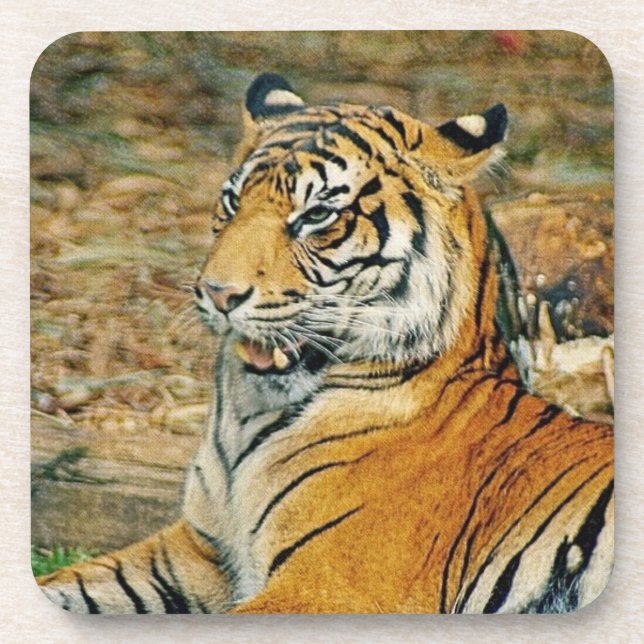 Tiger Getränkeuntersetzer (Vorderseite)