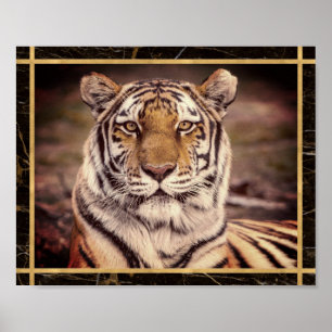 Tiger Großkatze Foto Bild Druck Poster