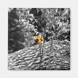 Tiger Guck-mal-weg-Magnet Magnet