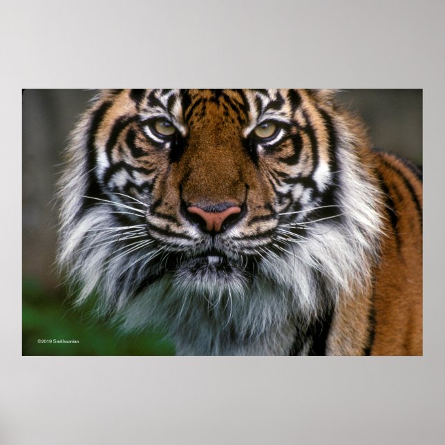 Tiger Head and Face Poster (Vorne)