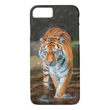 Tiger im Fluss