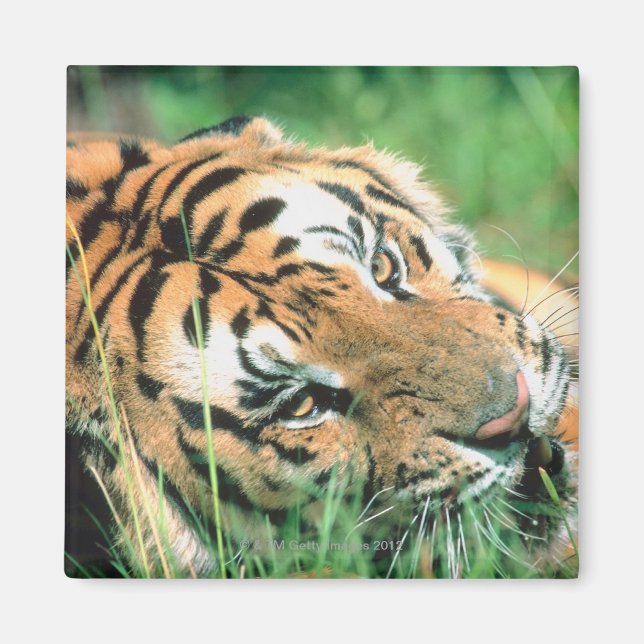Tiger im Gras liegen Magnet (Vorne)