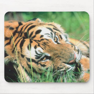 Tiger im Gras liegen Mousepad
