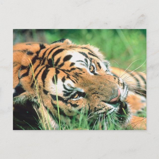 Tiger im Gras liegen Postkarte (Vorderseite)