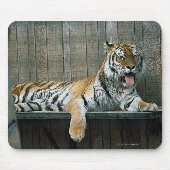 Tiger im Käfig im Zoo Mousepad (Vorne)