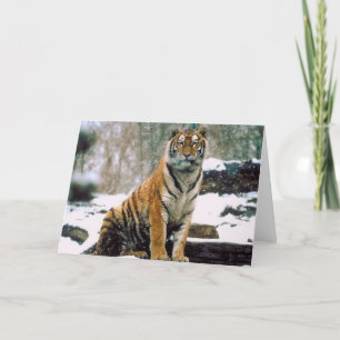 Tiger im Schnee Karte