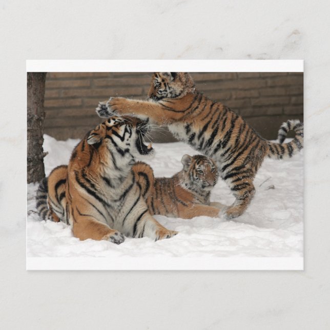 Tiger im Schnee Postkarte (Vorderseite)
