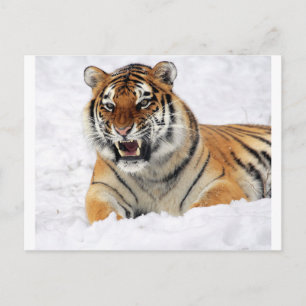 Tiger im Schnee Postkarte