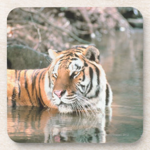 Tiger im Strom Untersetzer