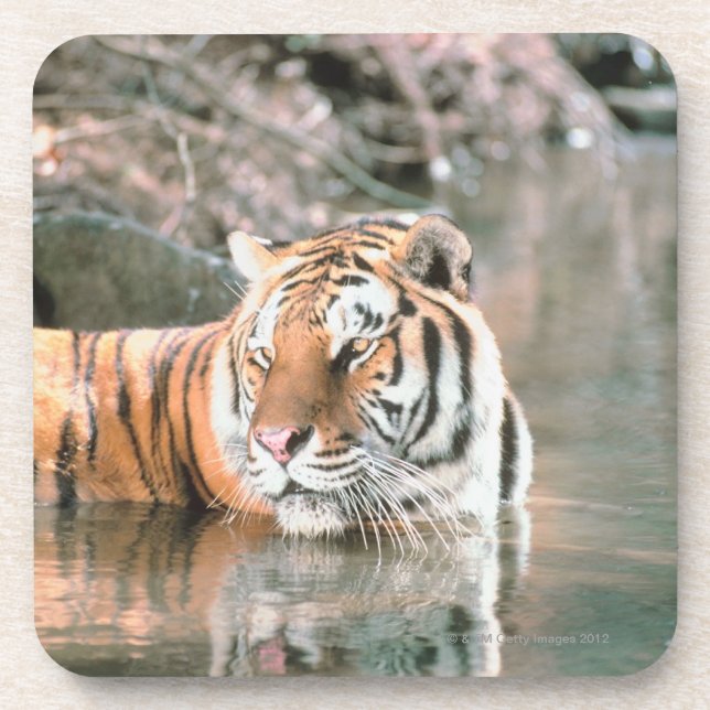 Tiger im Strom Untersetzer (Vorderseite)