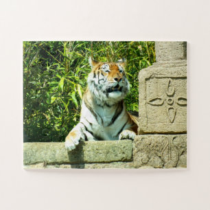 Tiger im Tempel