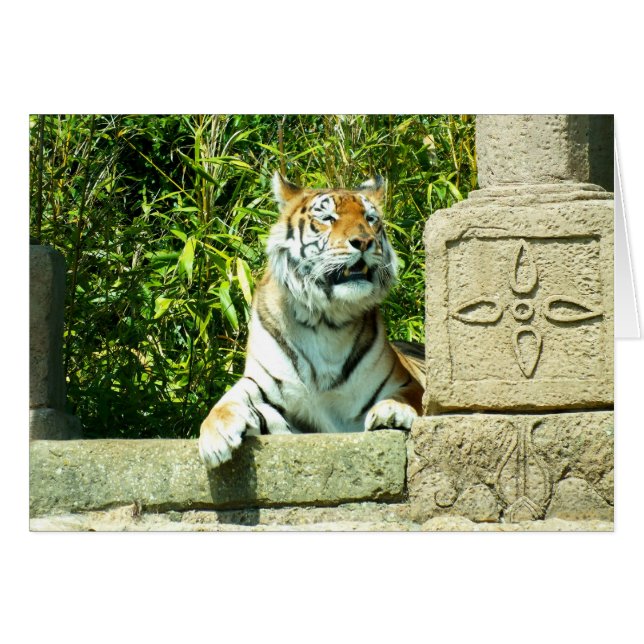 Tiger im Tempel (Vorderseite (Horizontal))
