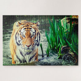 Tiger im Wasser
