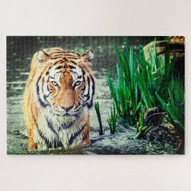 Tiger im Wasser (Horizontal)