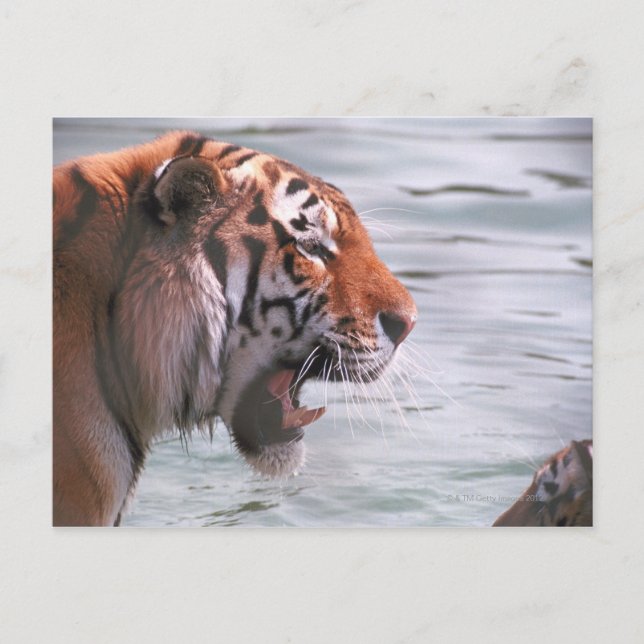Tiger im Wasser jammen Postkarte (Vorderseite)