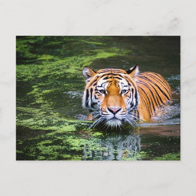 Tiger im Wasser Postkarte (Vorderseite)
